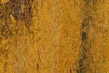 4.5" Polished Coquina Jasper Slab - India - #130898-1